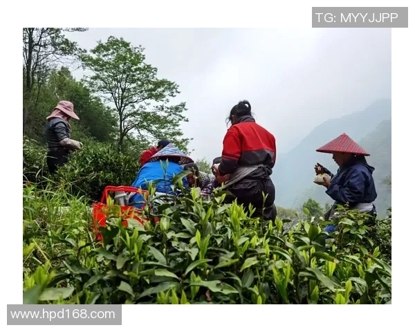 足球明星为何青睐耐克品牌背后的故事与影响力分析 足球明星为何青睐耐克品牌背后的故事与影响力分析